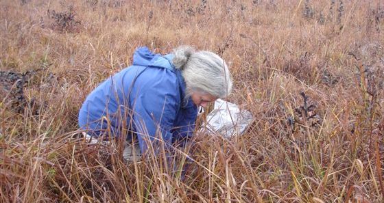 Woman collecting seed